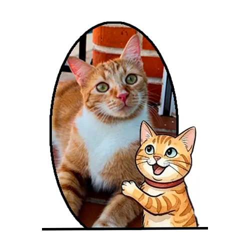 Gata naranja nia