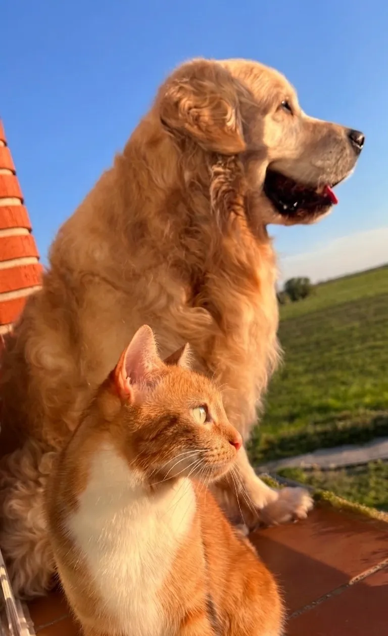 Perros golden retriever