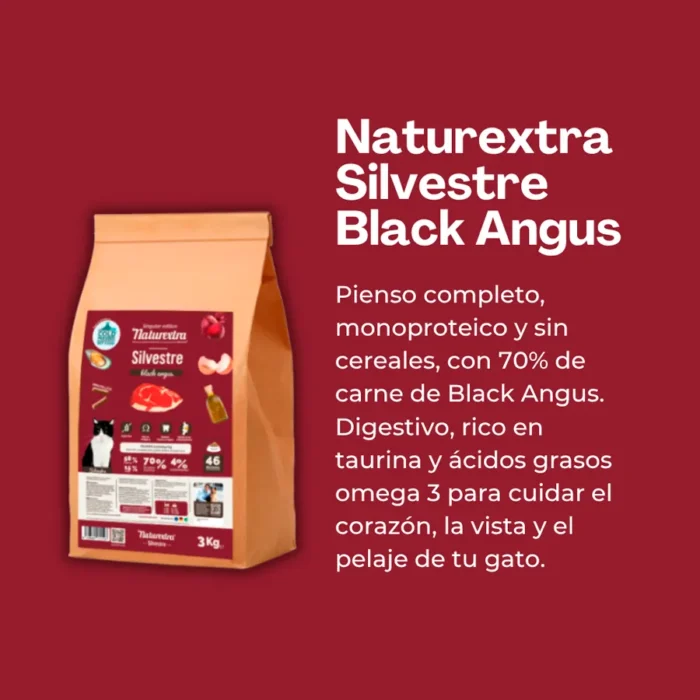 Silvestre-Black-Angus-Gato Silvestre Black Angus Gato