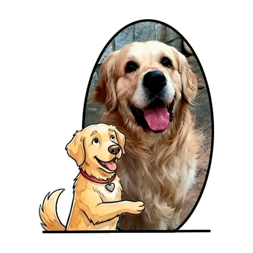 Golden Retriever thor